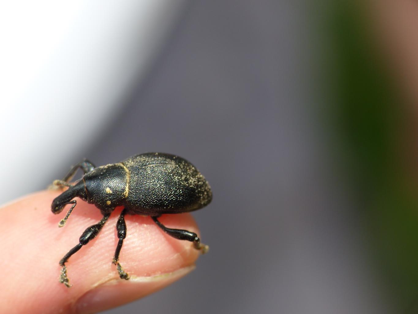 Un robusto Curculionidae - Liparus coronatus